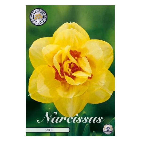 <h4>Narcissus Double Tahiti x5 14/16</h4>