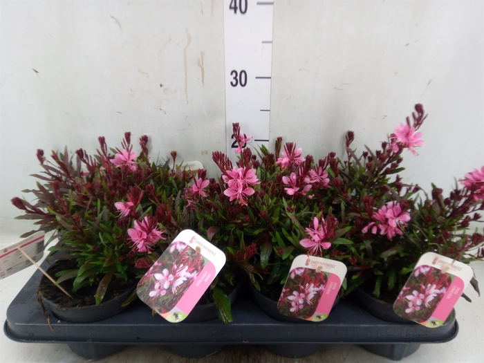 <h4>Gaura lindheimeri 'Gaudi Rose'</h4>
