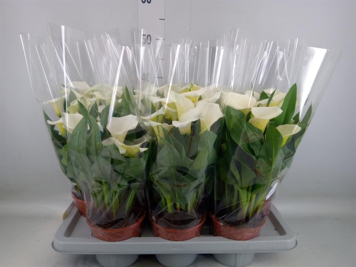 <h4>Zantedeschia   ...</h4>