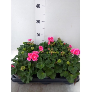 Pelargonium zona.   ...F1