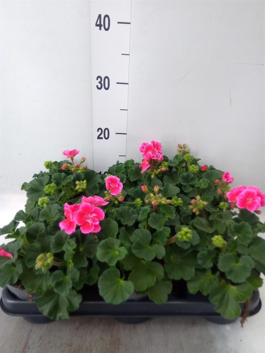 <h4>Pelargonium zona.   ...F1</h4>