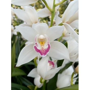 Cymbidium Lucky Sue