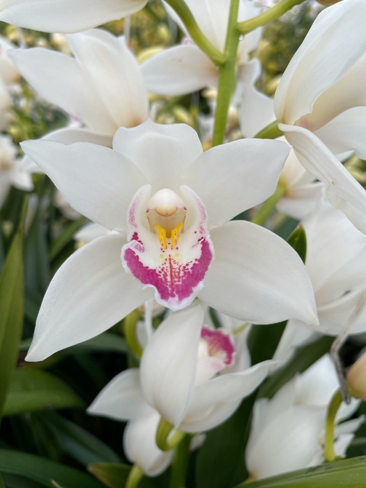 <h4>Cymbidium Lucky Sue</h4>