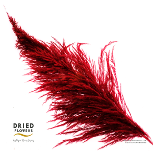 Dried Cortaderia Sacuara Burgundy