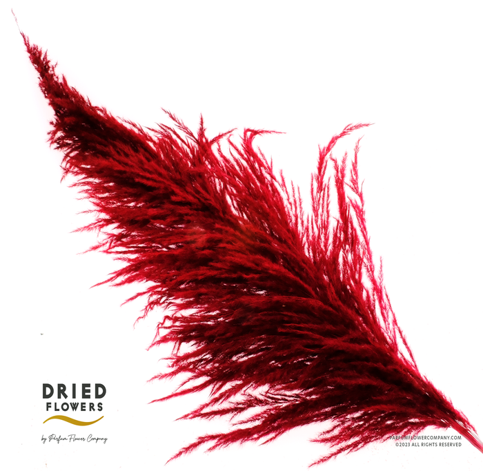 <h4>Dried Cortaderia Sacuara Burgundy</h4>