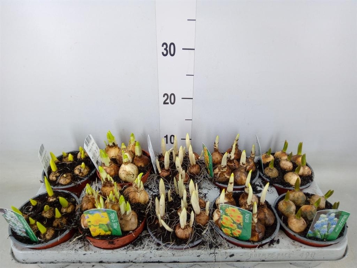 <h4>Bolbloemen   ...mix</h4>