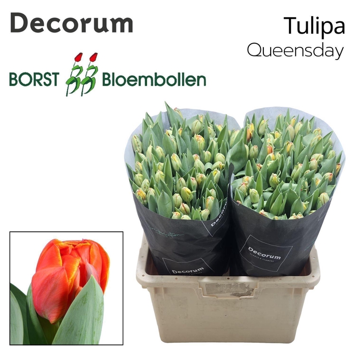 <h4>TU DU QUEENSDAY</h4>