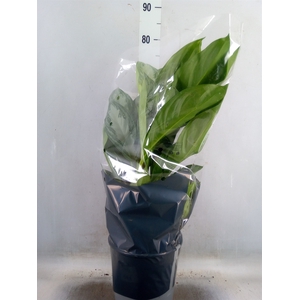 Aglaonema  'Silver Bay'