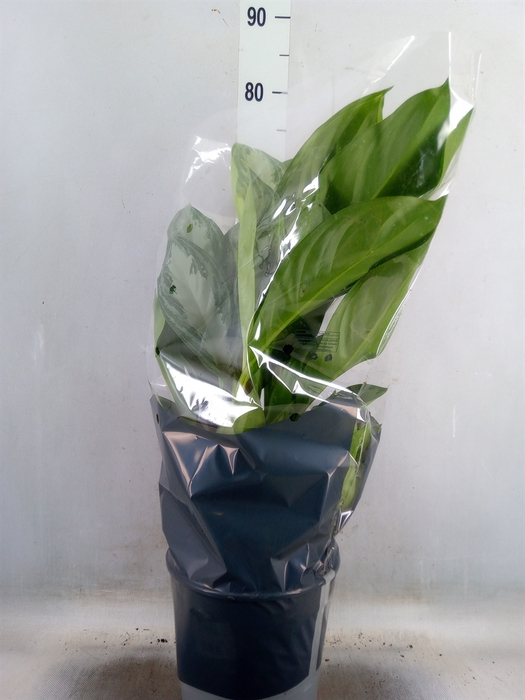 <h4>Aglaonema  'Silver Bay'</h4>