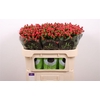 Hyp Tomato Flair