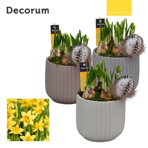 Narcis Betona HL17225 [YELLOW]