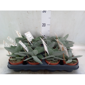 Crassula  'Boomerang'