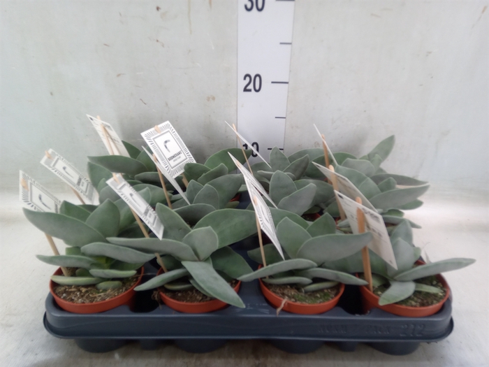 <h4>Crassula  'Boomerang'</h4>