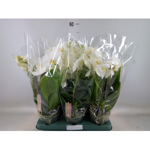Phalaenopsis  'Spirit White'