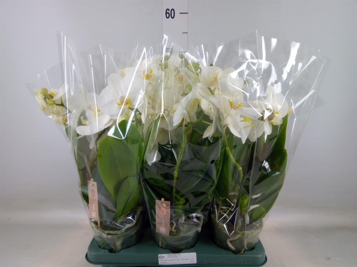 <h4>Phalaenopsis  'Spirit White'</h4>