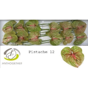 Anthurium Pistache