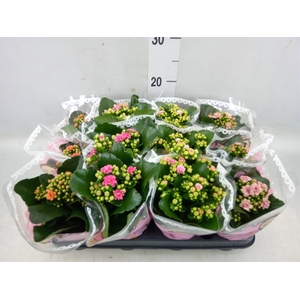 Kalanchoe blos.   ..mix