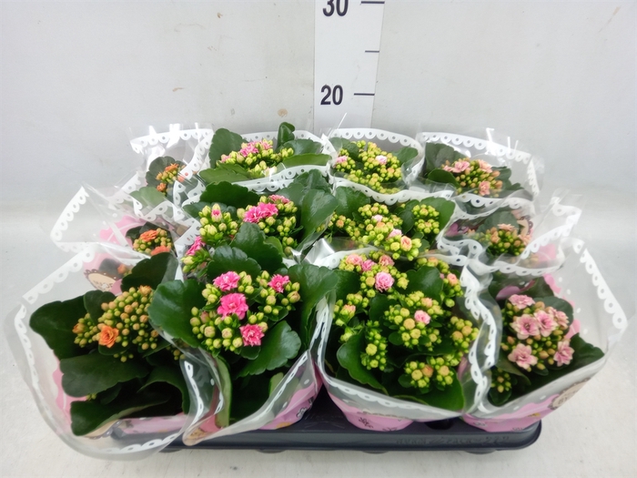 <h4>Kalanchoe blos.   ..mix</h4>