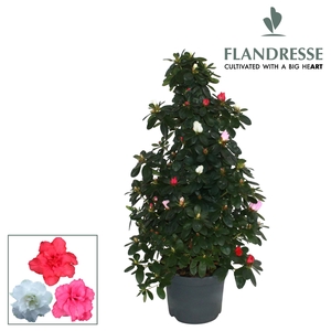 Azalea Flandresse® piramide 'carnaval' 65 cm