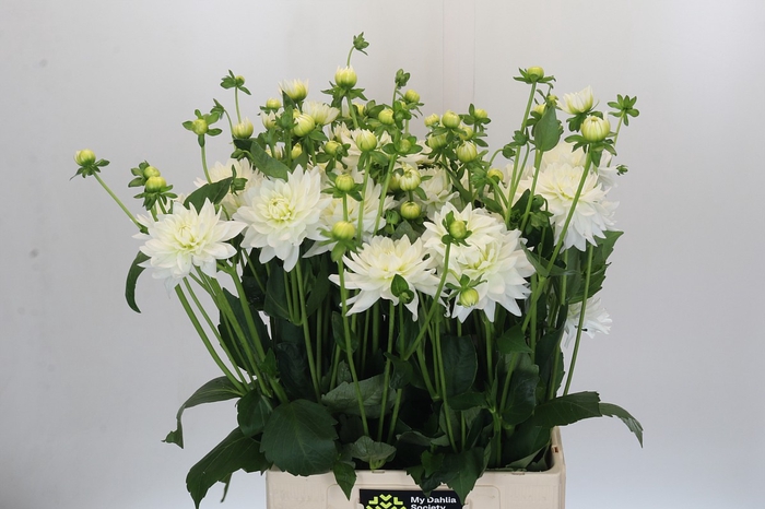 <h4>Dahlia Karma M. Zwaan</h4>