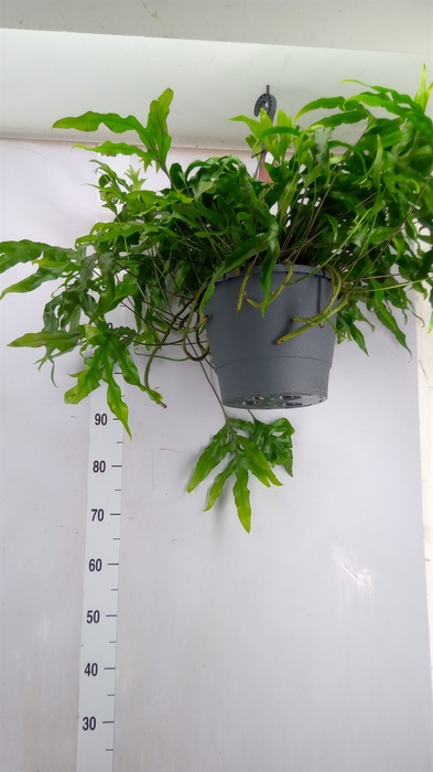 <h4>Microsorum diversifolium</h4>