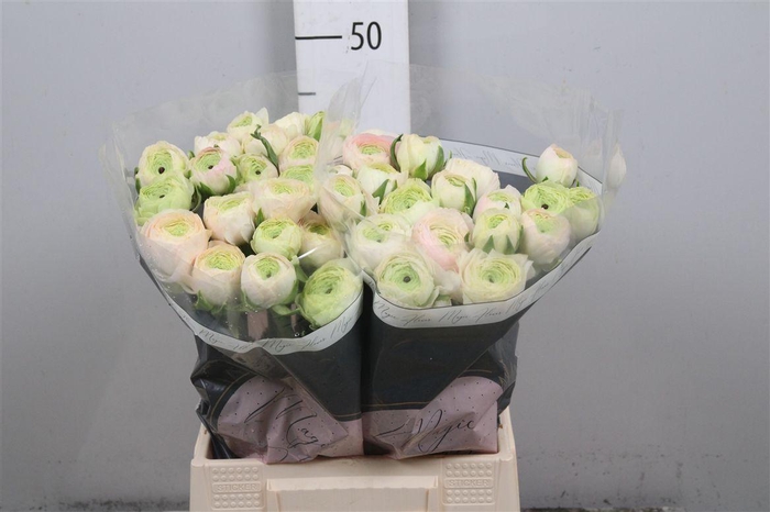 <h4>Ran Real Marleene</h4>