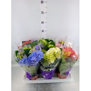 Hydrangea mac.   ...mix