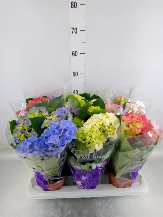 <h4>Hydrangea mac.   ...mix</h4>