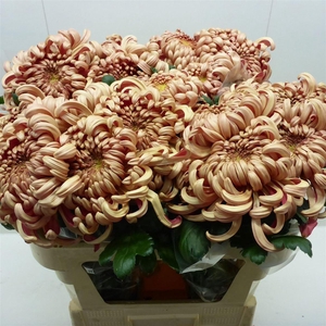 Chr G Vienna Copper