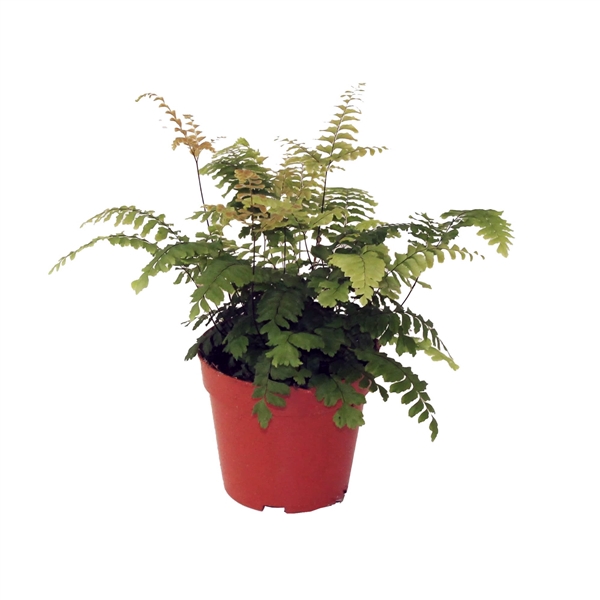 <h4>Adiantum 'Bronze Venus'</h4>