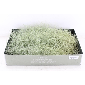 arr3 CP - Usneoides x6