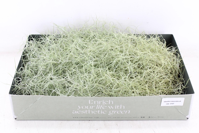 <h4>arr3 CP - Usneoides x6</h4>