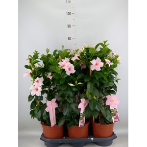 Mandevilla sand. 'SumStar Pink Tou'