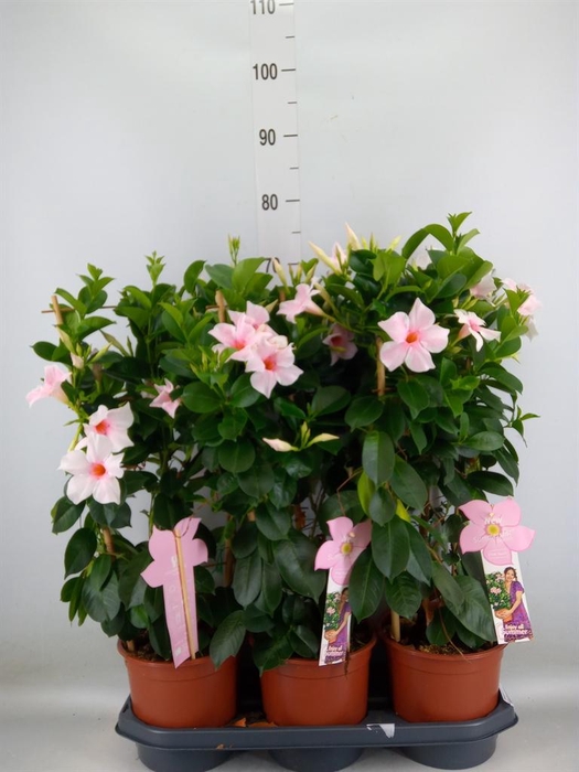 <h4>Mandevilla sand. 'SumStar Pink Tou'</h4>