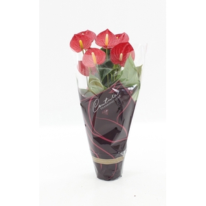 Anthurium 17 cm Tremendo in Couture Diamond sleeve