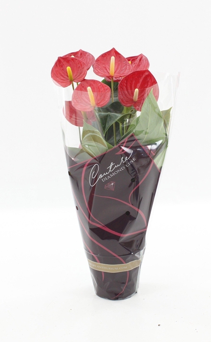 <h4>Anthurium 17 cm Tremendo in Couture Diamond sleeve</h4>