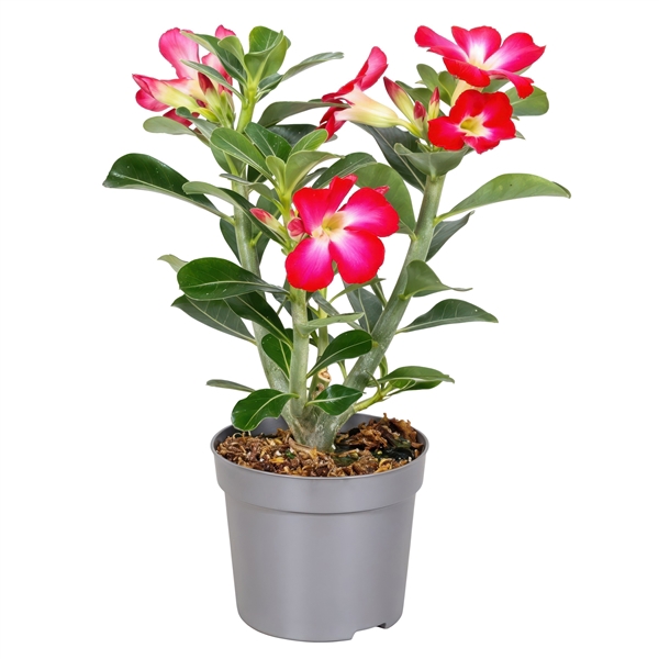 <h4>Adenium Obesum Rood 13cm</h4>