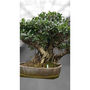 Ficus retusa, pot 49cm. Height 80cm.( single item)