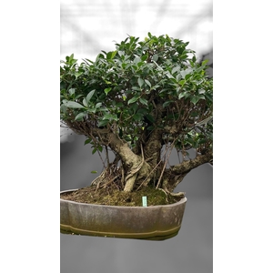 Ficus retusa, pot 49cm. Height 80cm.( single item)