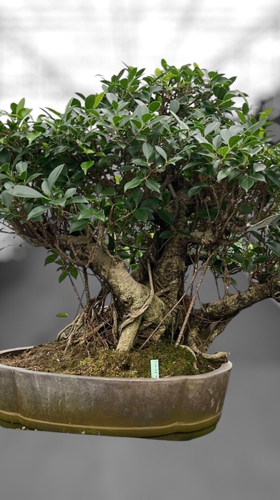 <h4>Ficus retusa, pot 49cm. Height 80cm.( single item)</h4>