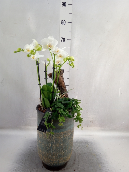 <h4>Arr.  Phalaenopsis H%</h4>