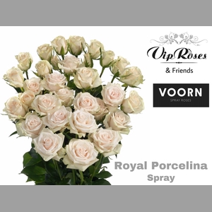 R TR ROYAL PORCELINA