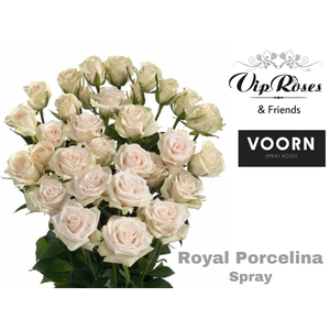 R Tr Royal Porcelina