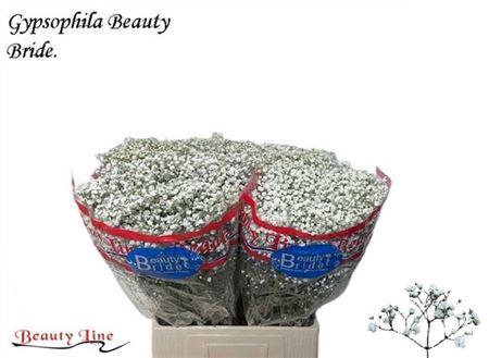 <h4>Gyps Pa Beauty Bride</h4>