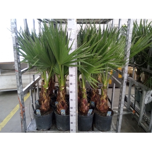 Washingtonia filifera