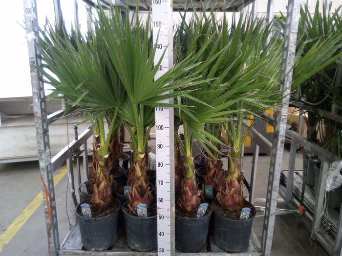 <h4>Washingtonia filifera</h4>