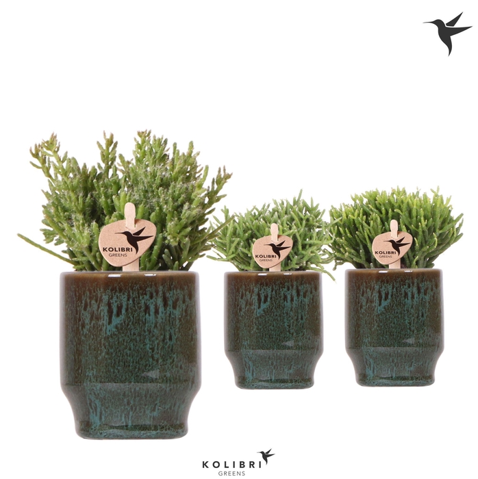 <h4>Kolibri Greens Rhipsalis mix in Classy pot green</h4>