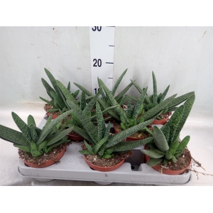 Gasteria carinata var. verrucosa