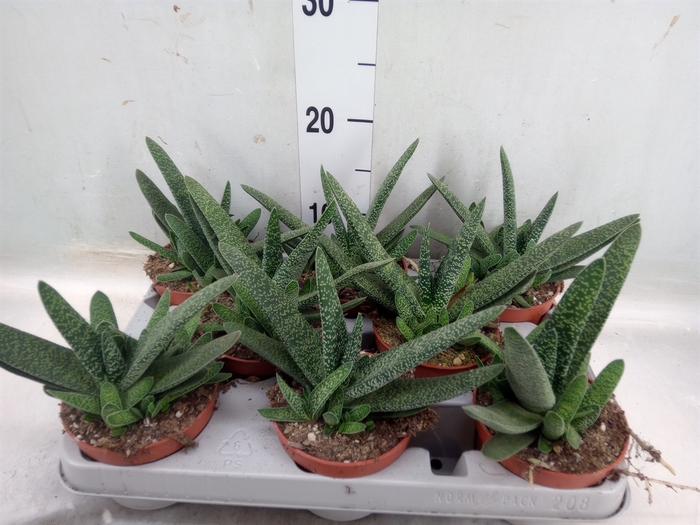 <h4>Gasteria carinata var. verrucosa</h4>