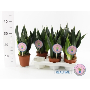 SANSEV TRIFASCIA  OV